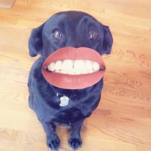 Meet your Posher, Holly